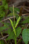 Darkgreen sedge